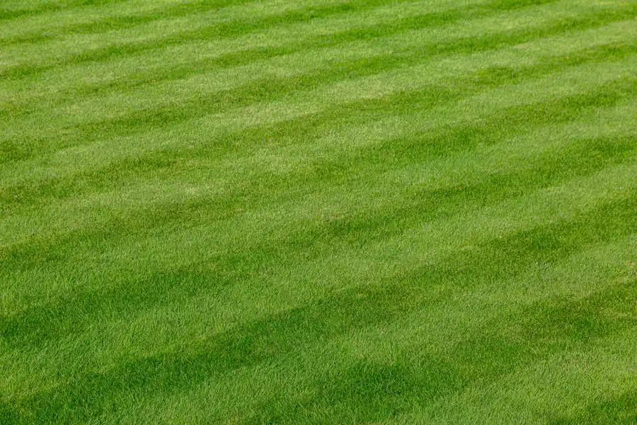 Boosting Curb Appeal With Expert Lawn Care Services in West Chicago, IL