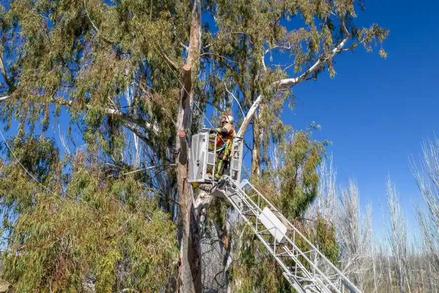 How Tree Services Help Prevent Storm Damage To Your Property in West Chicago, IL